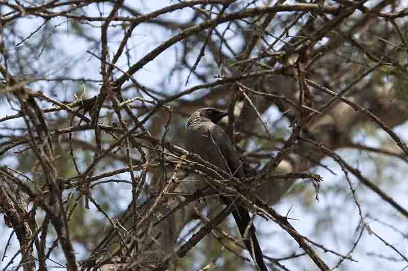 Pájaro de Ceniza - parque nacional de Tarangire - Tanzania 1.jpg